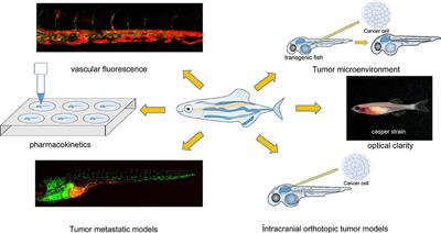 Benefits of Zebrafish Xenograft Models in Cancer Research